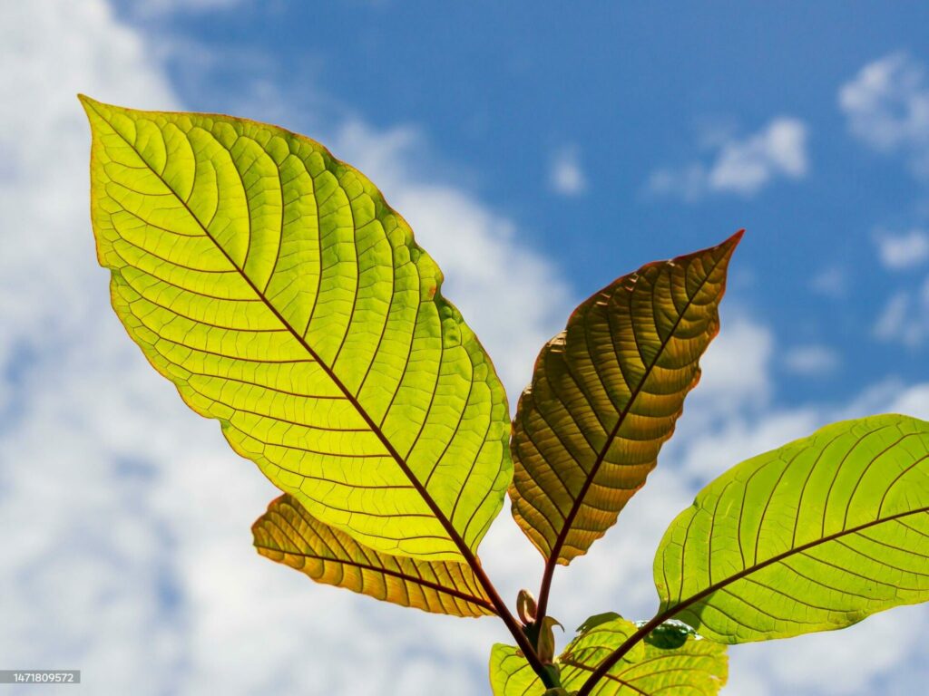 Mitragyna speciosa, kratom tree behind the sky (Kutum, Ketum Bia, Biak, Neithum or Kodam)